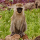 Illustration for article titled Out of Africa. Monkey Business.